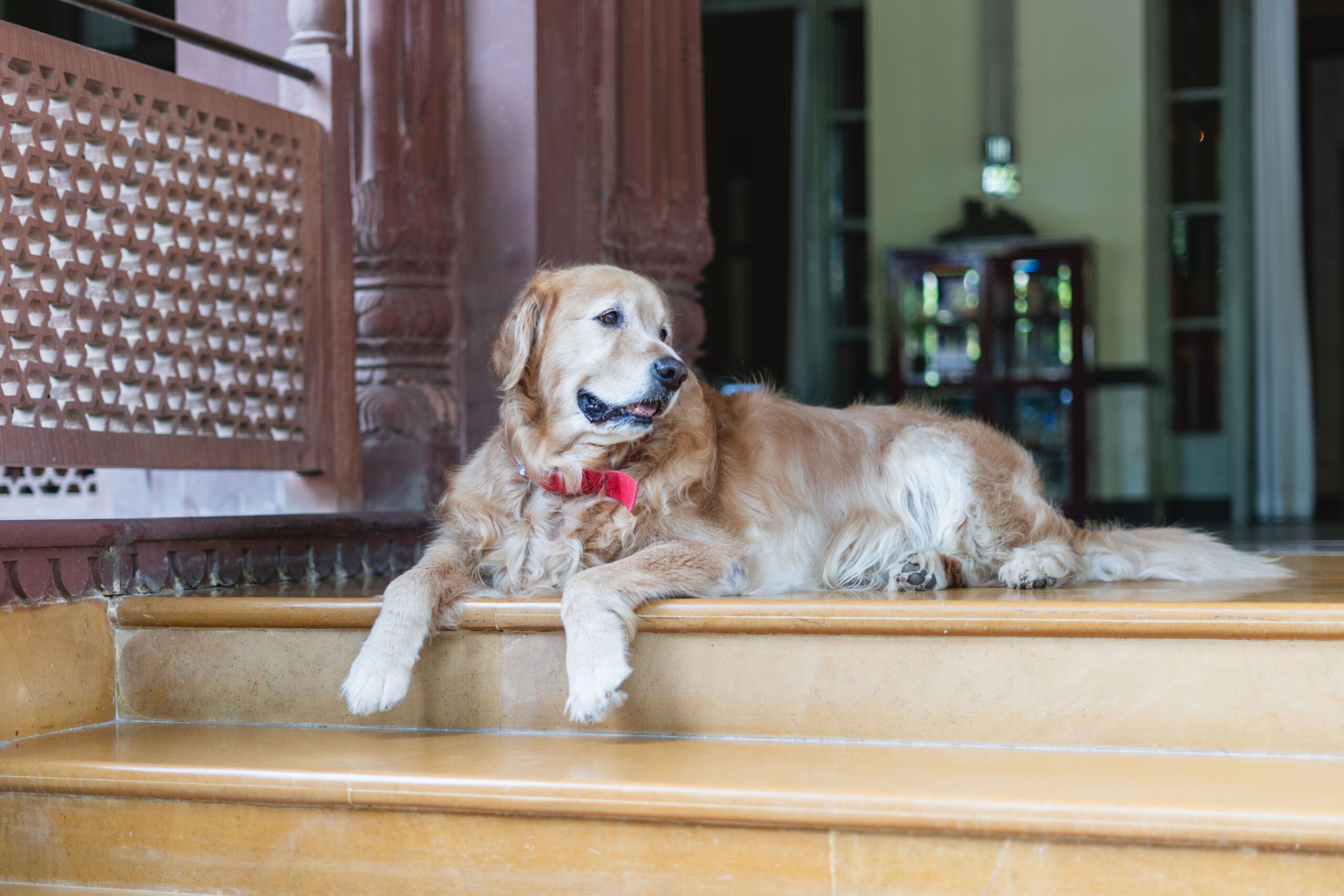 Dog-Friendly Places to Visit Near Witton Castle image